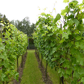 2014 wijngaard Huub